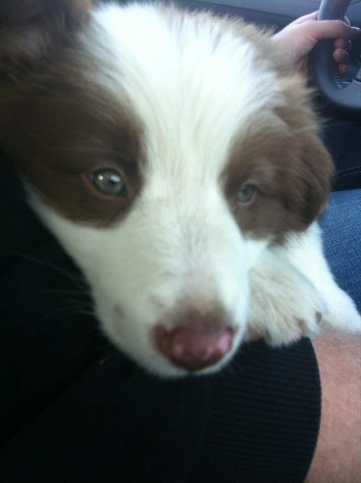 Border collie Asti billede 4