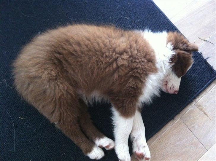 Border collie Asti billede 5