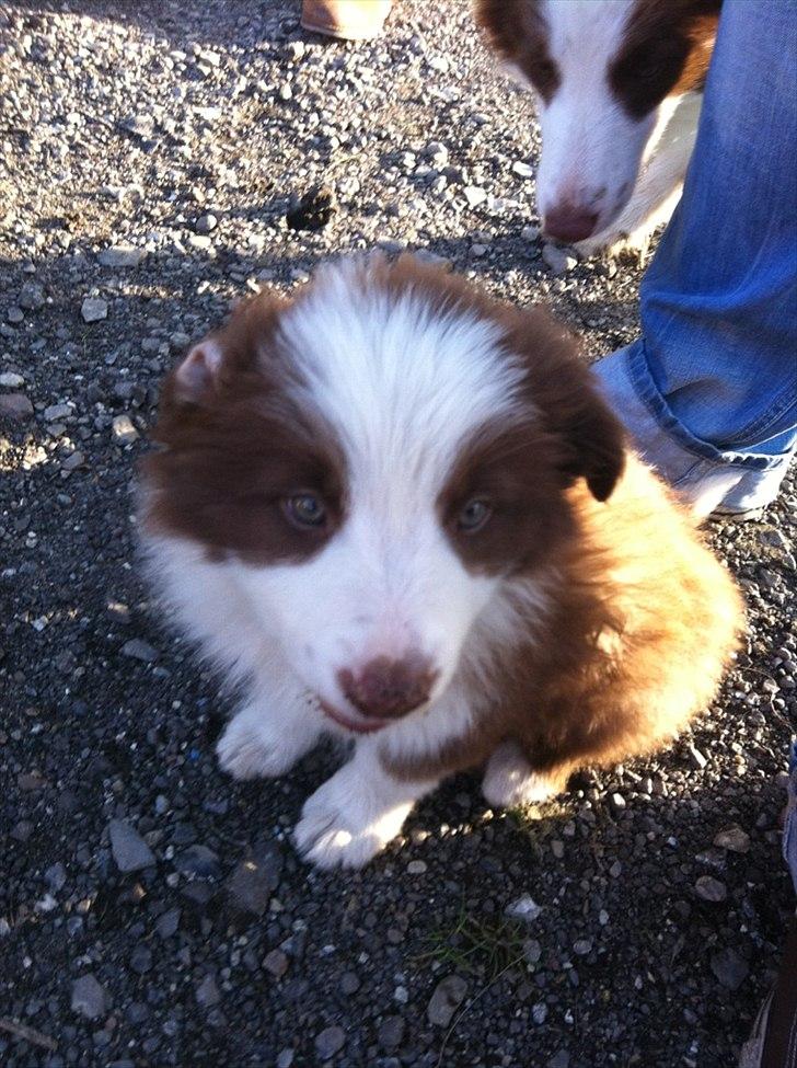 Border collie Asti billede 6