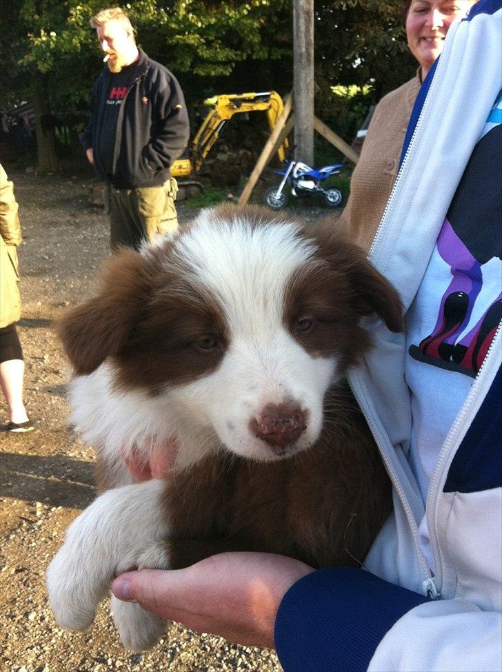 Border collie Asti billede 7