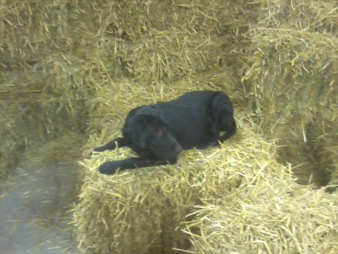 Labrador retriever Jessy <3 R.I.P ;( - Dejlig halmballe, er godt nok træt :D billede 10