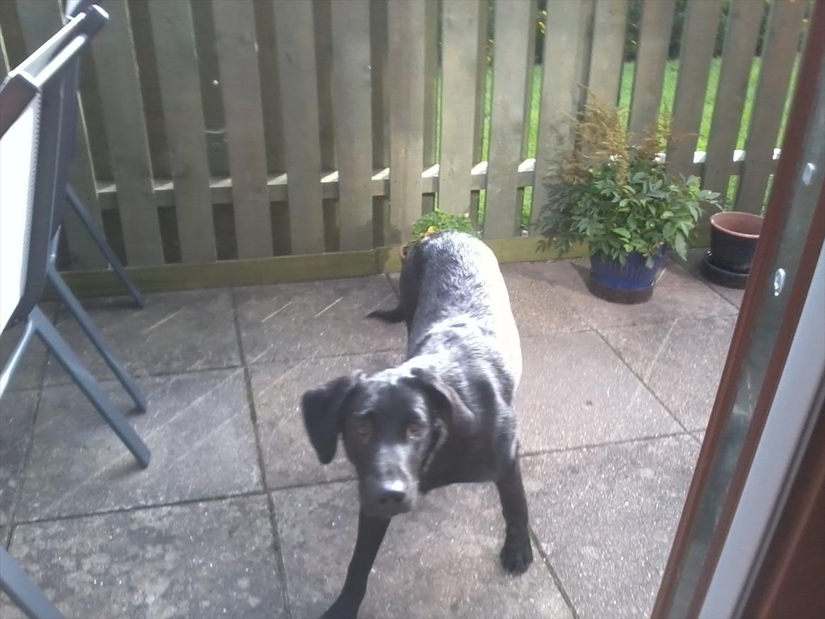 Labrador retriever Jessy <3 R.I.P ;( - Hvorfor er den dumme tingest imellem os? :D  billede 11