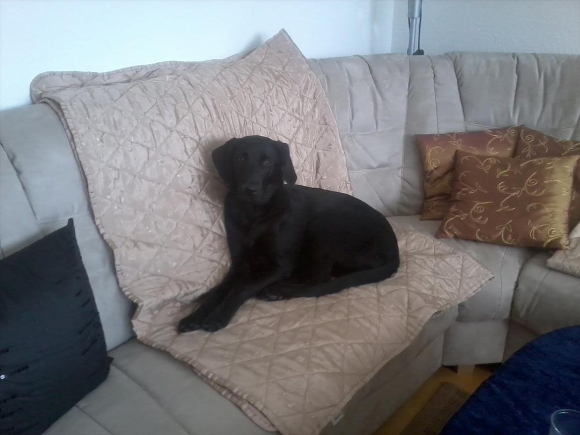 Labrador retriever Jessy <3 R.I.P ;( - i mormors sofa :D <3  billede 12