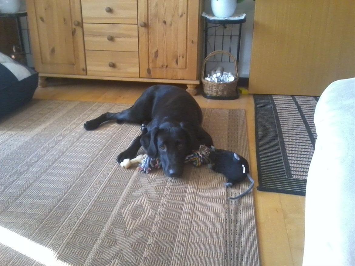 Labrador retriever Jessy <3 R.I.P ;( - sagde du noget ?  billede 14