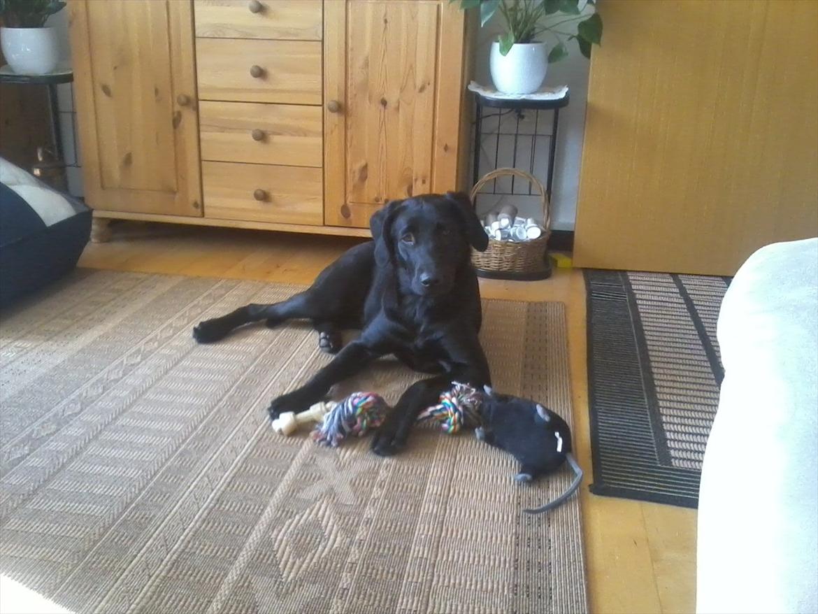 Labrador retriever Jessy <3 R.I.P ;( - er du sikker på du ikke sagde noget ?  billede 15