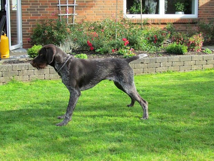 Ruhåret hønsehund Aico billede 7