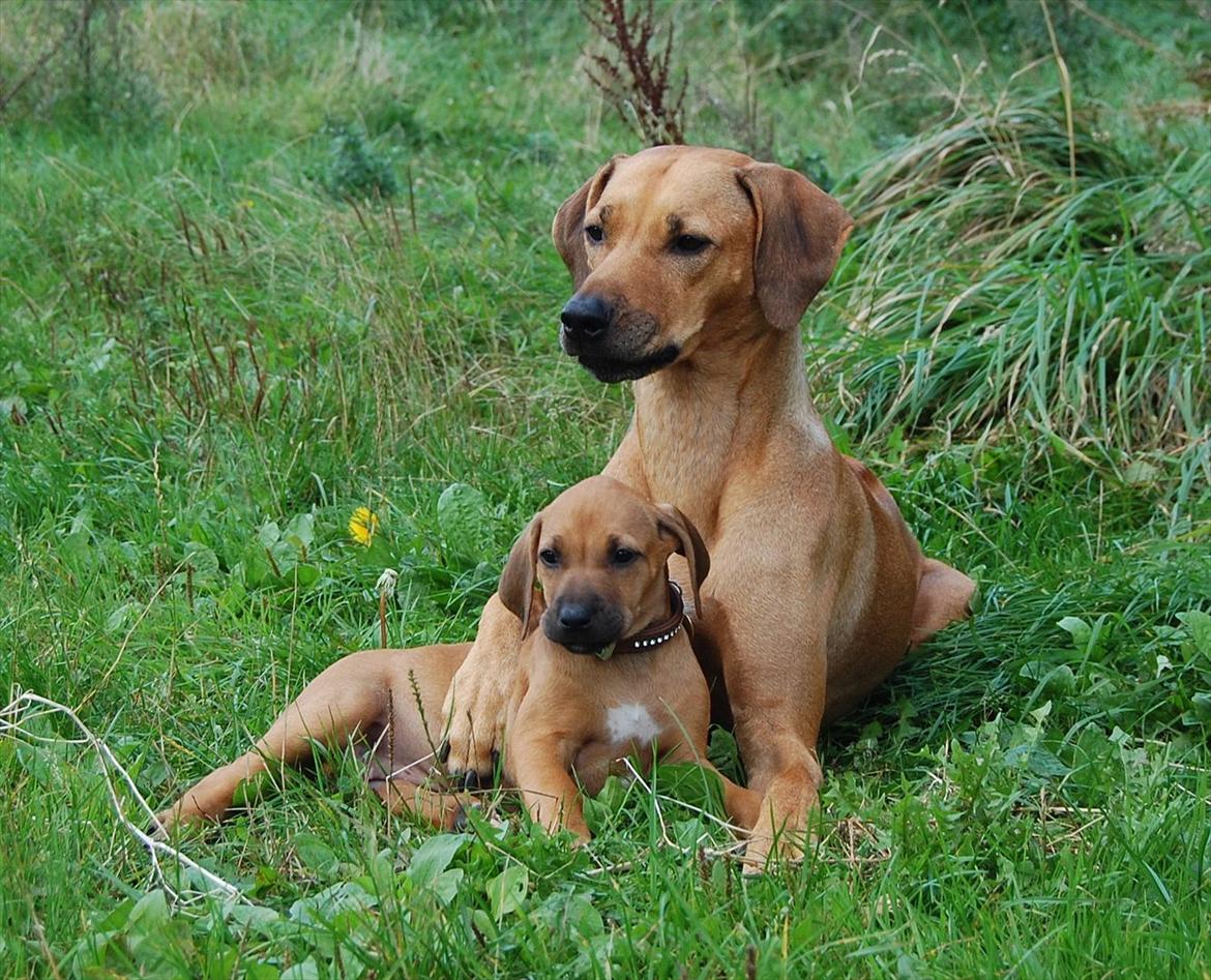 Rhodesian ridgeback Lewanika Humusha - Humusha sammen med sin mor Lewanika Fufuna. billede 27