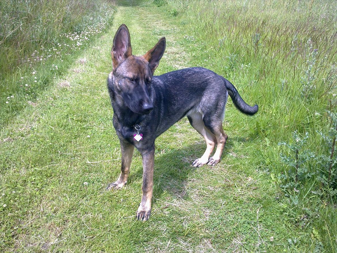 Schæferhund Freia billede 8