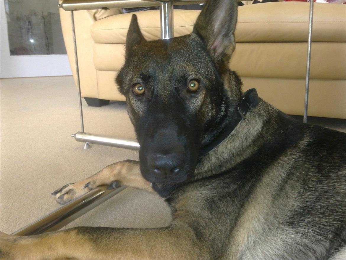 Schæferhund Freia billede 12