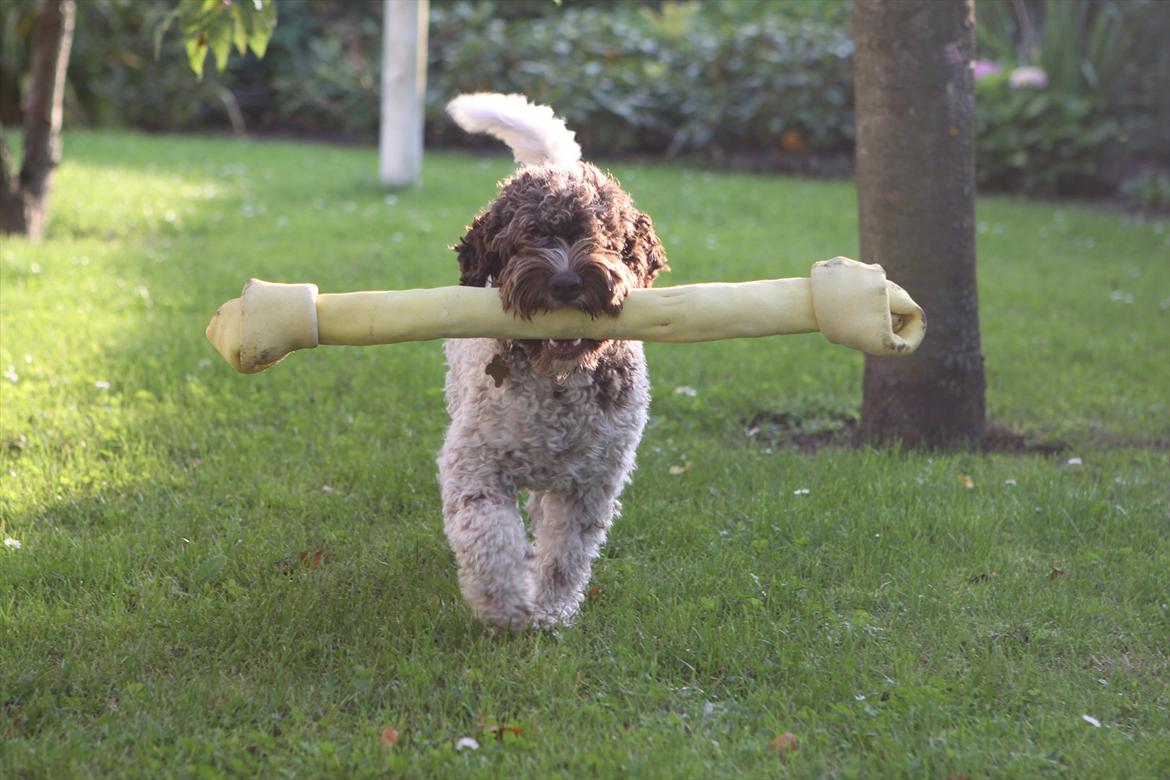 Lagotto romagnolo Balu - Balu og hans stooooore kødben :-P Min kæreste og jeg var inde forbi grænsen på vej hjem fra Frankfurt, og jeg synes lige at der stod Balu på de gigantiske ben :-D billede 6