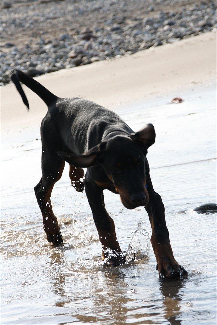 Dobermann Calle billede 18