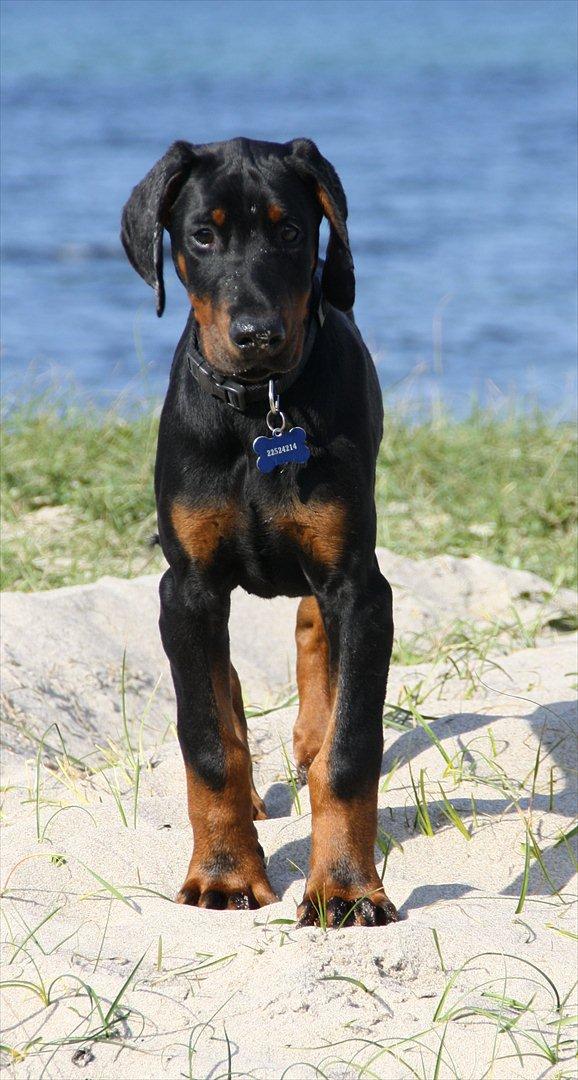 Dobermann Calle billede 17