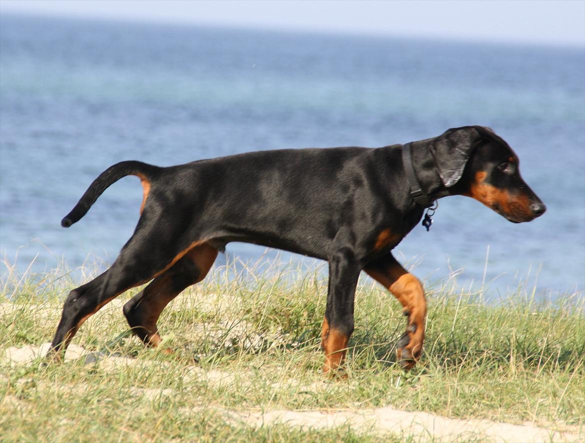 Dobermann Calle billede 13