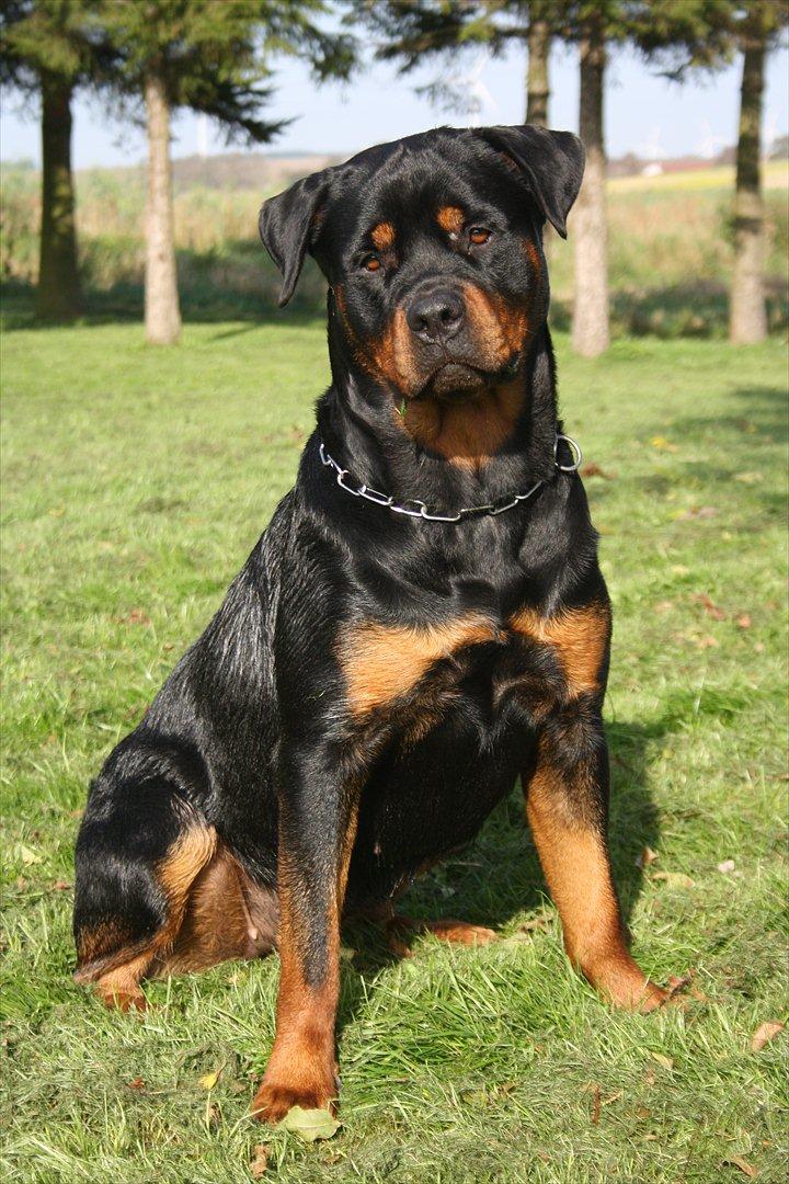 Rottweiler Haiki´s Aica billede 2