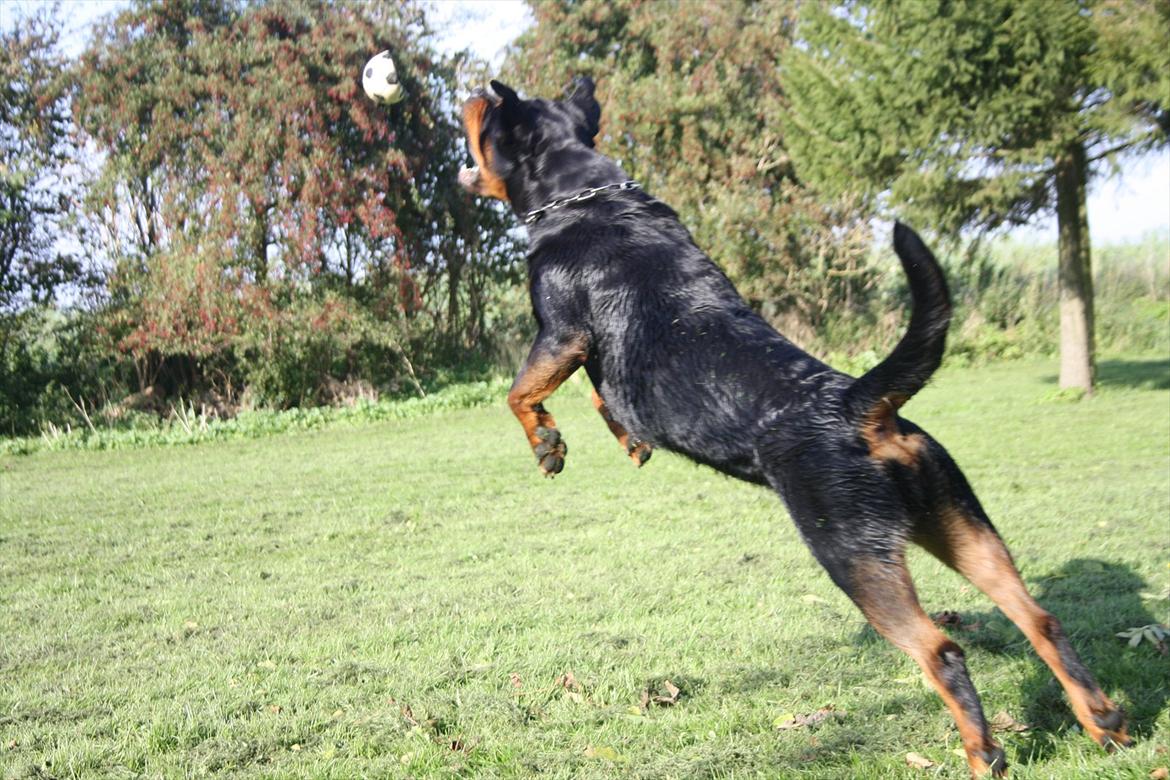 Rottweiler Haiki´s Aica - Aica, 29 mdr: Fuld firspring billede 20