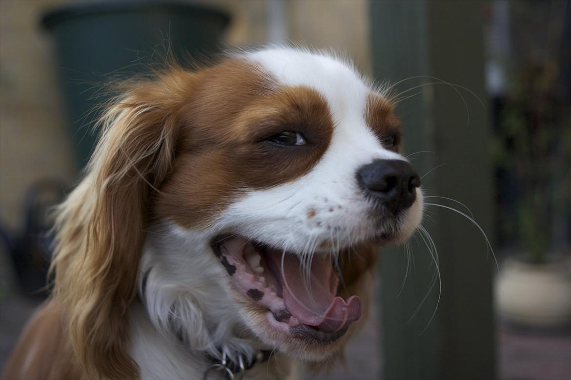 Cavalier king charles spaniel Birkedals Jhon Rawls billede 8