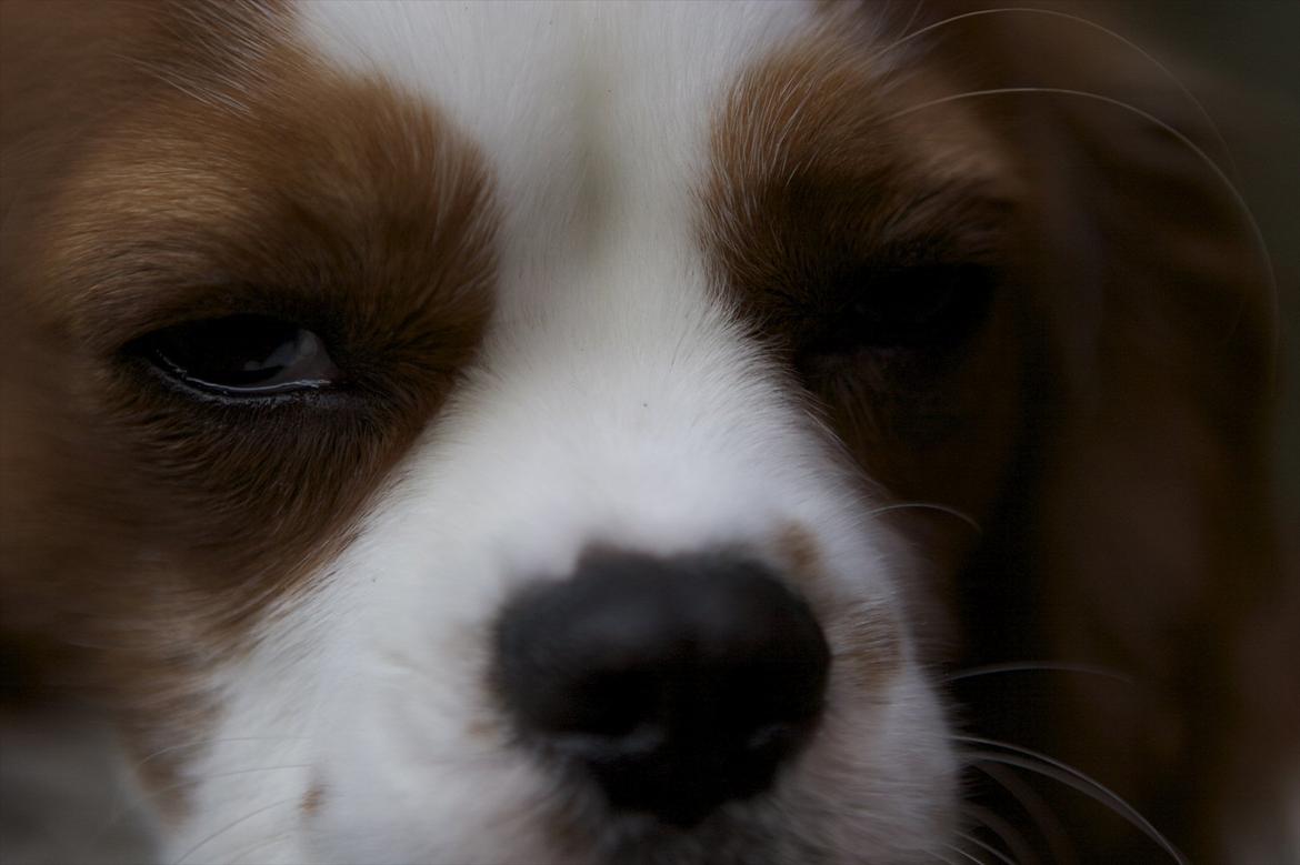 Cavalier king charles spaniel Birkedals Jhon Rawls billede 4