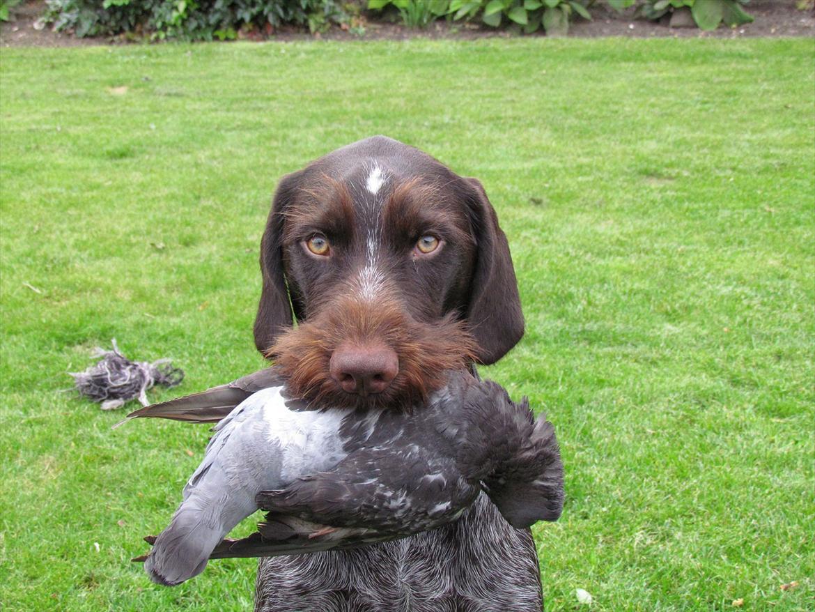 Ruhåret hønsehund Aico - Apporteringstræning. billede 6