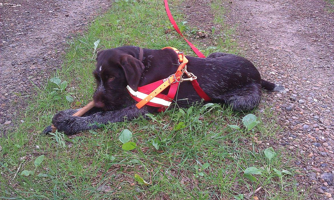 Ruhåret hønsehund Aico - Spor løst, godbid og ben på sin rette plads.. billede 8