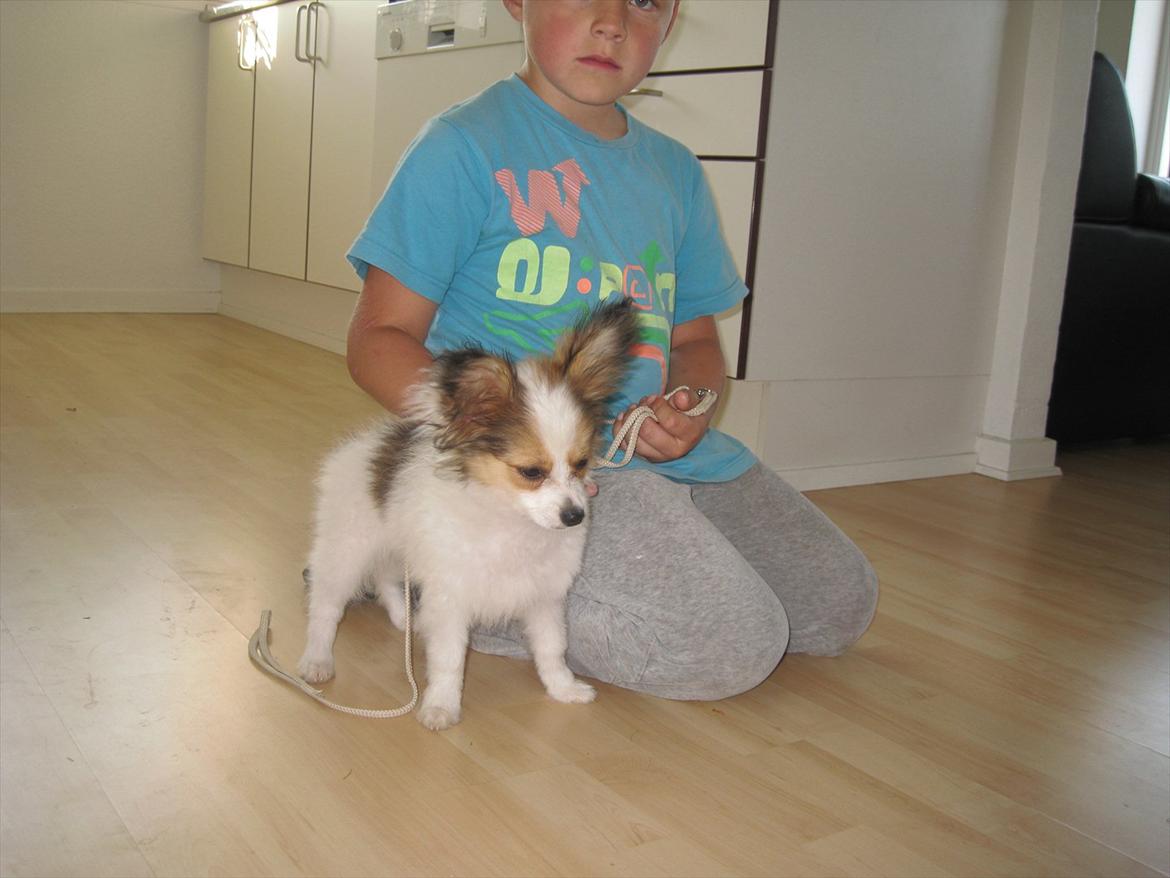 Papillon Pluto billede 2