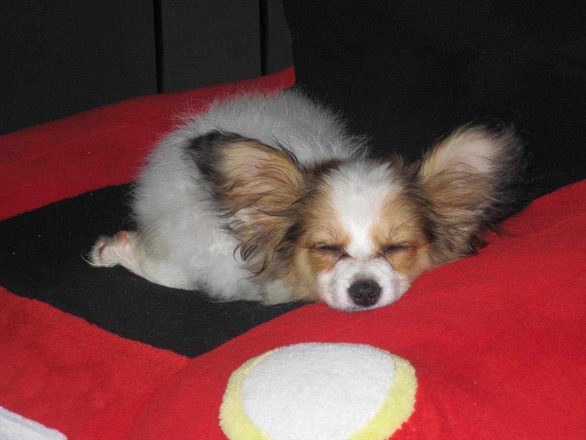 Papillon Pluto billede 3