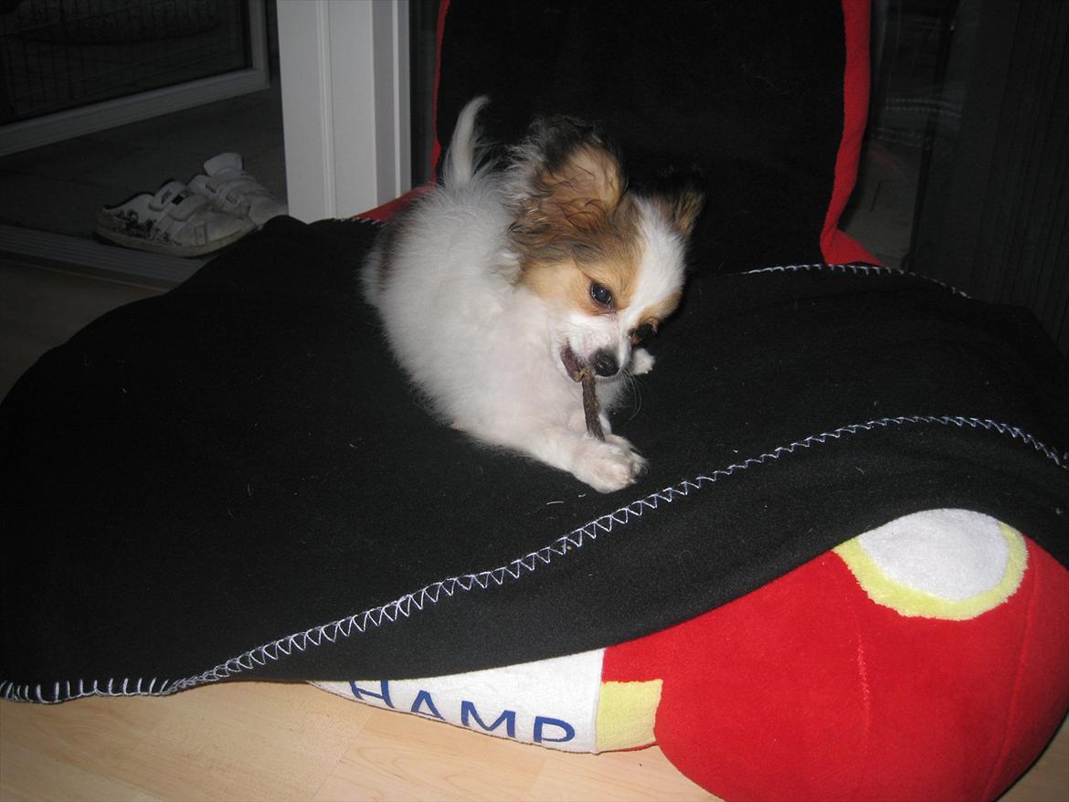 Papillon Pluto billede 4