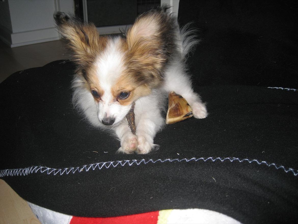 Papillon Pluto billede 5