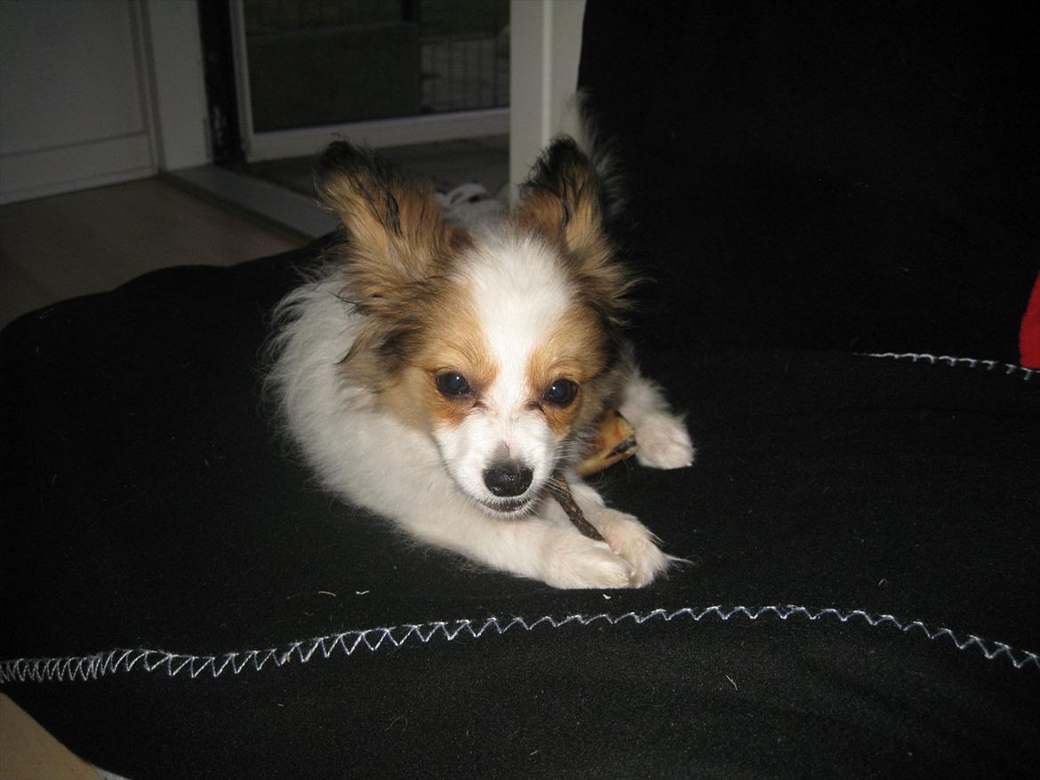 Papillon Pluto billede 6