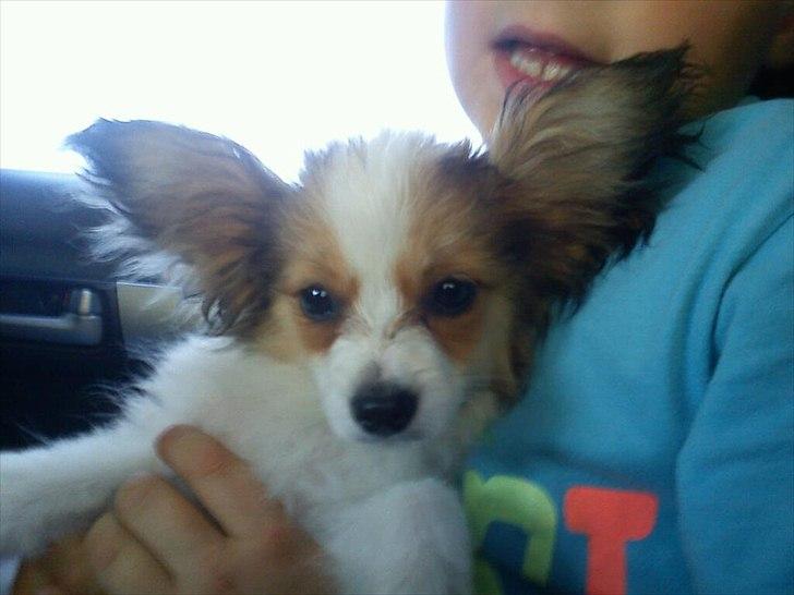 Papillon Pluto billede 7