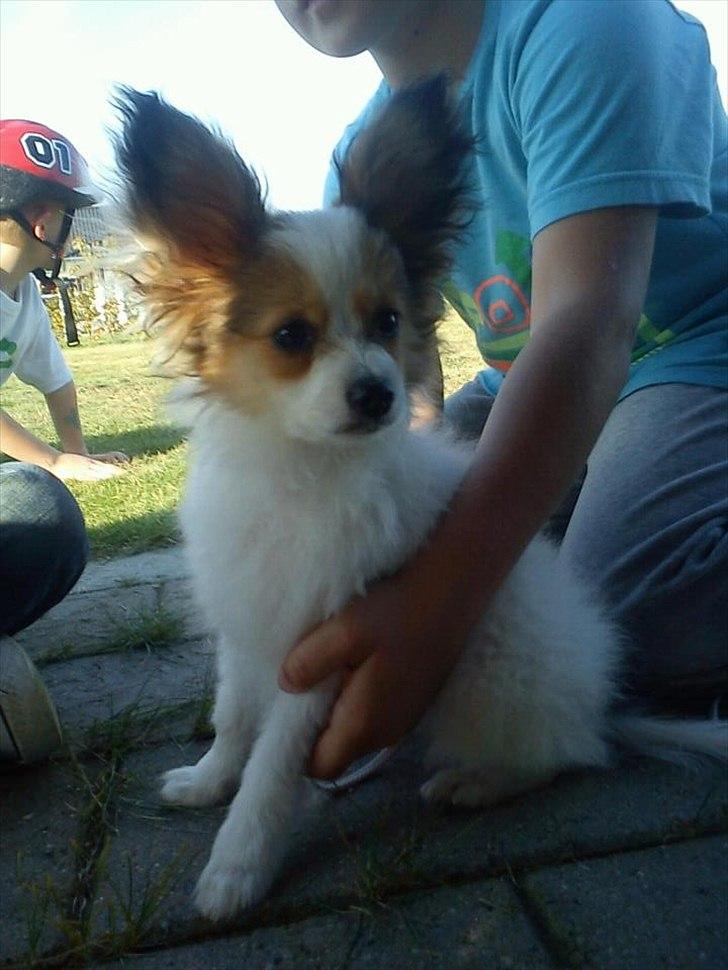 Papillon Pluto billede 8