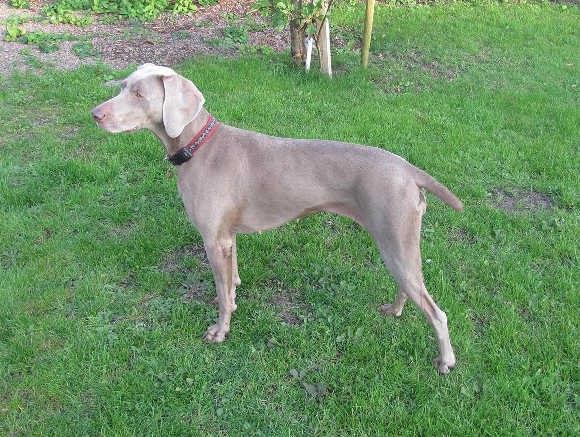 Weimaraner Natacha - 2011 billede 18