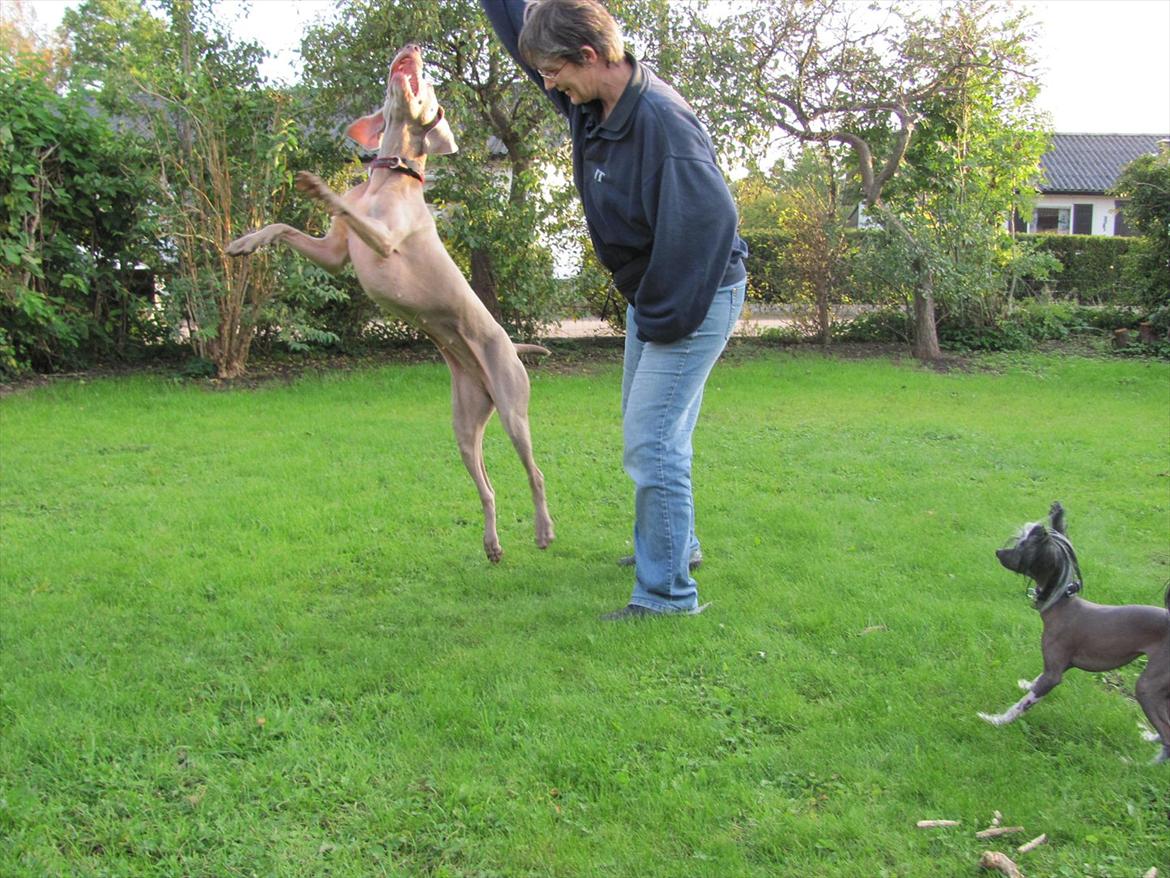 Weimaraner Natacha - September 2011 tutte flyver.... billede 19