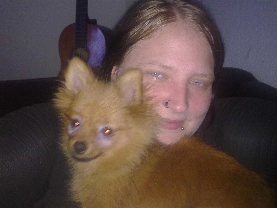 Pomeranian Emma Rasmussen - emma og mig hygger i sofaen.. billede 2