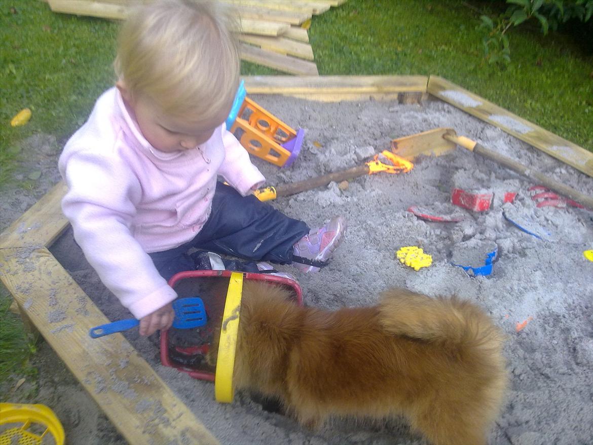 Pomeranian Emma Rasmussen billede 3