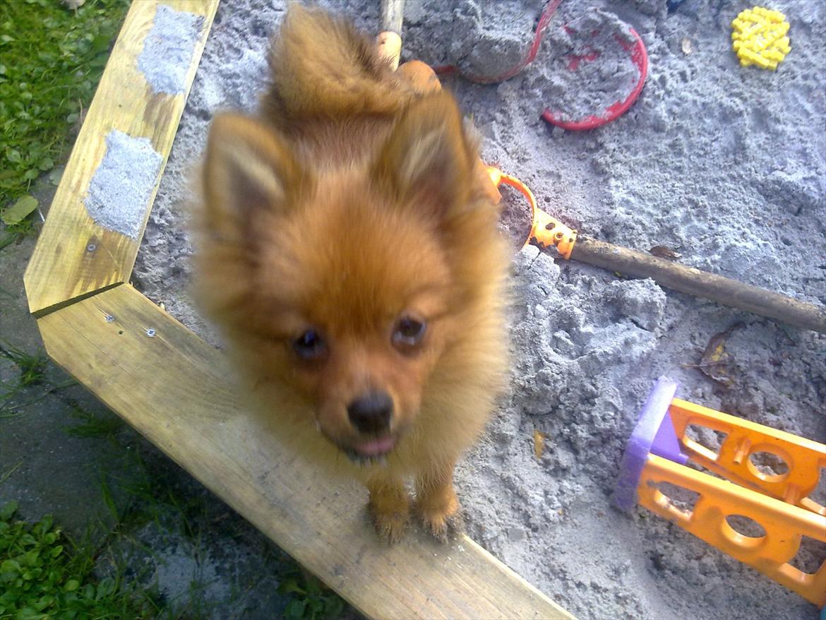 Pomeranian Emma Rasmussen billede 4