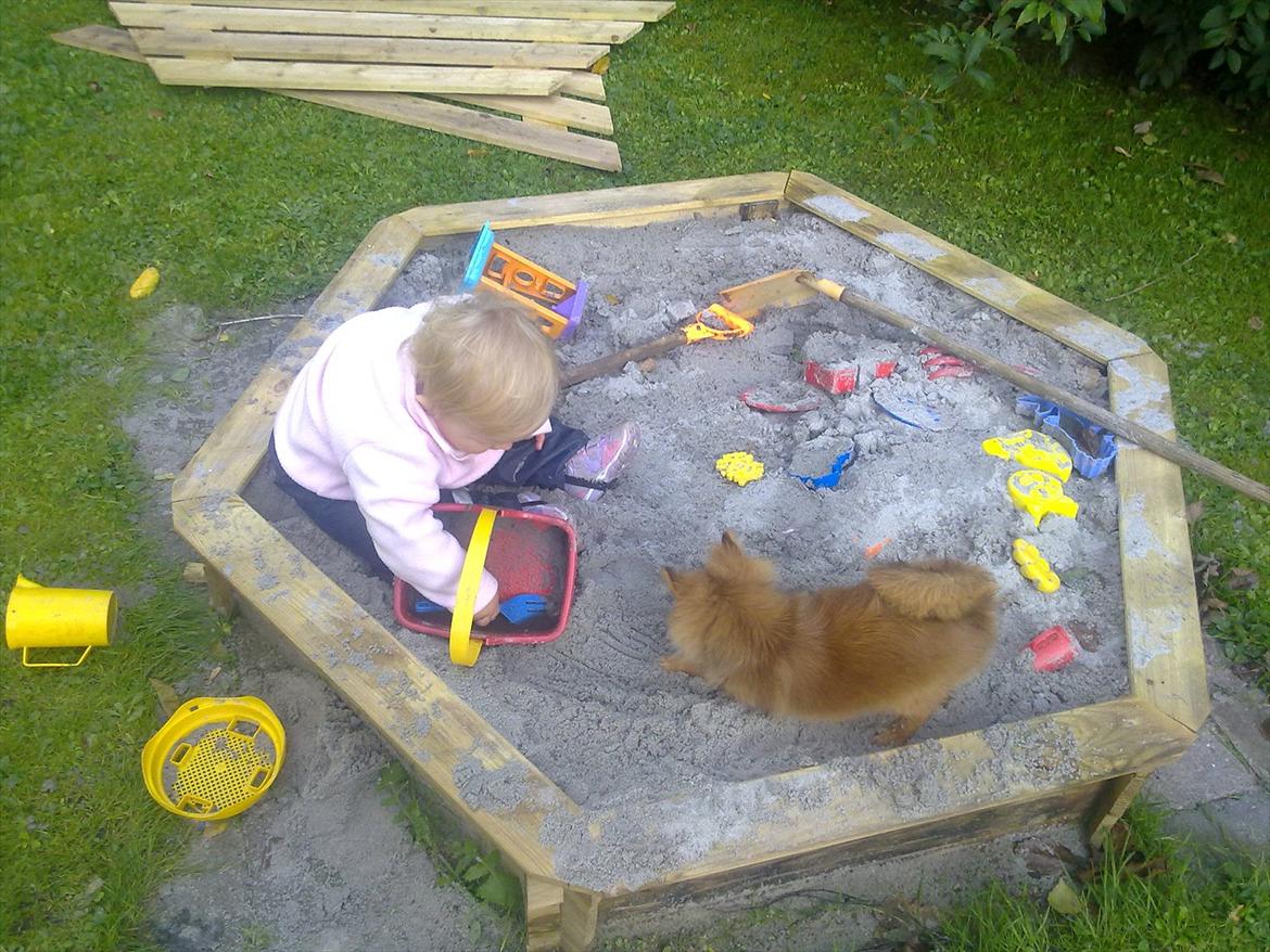 Pomeranian Emma Rasmussen billede 5