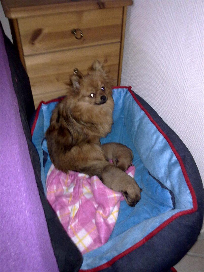 Pomeranian Emma Rasmussen - emma sammen med hendes mor og bror.. en uge gammel.. billede 6