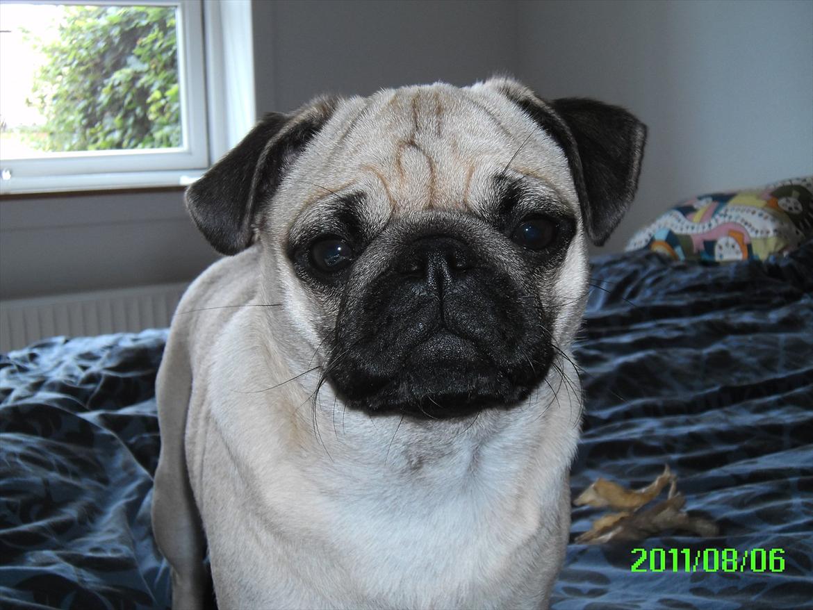 Mops Muffin - Ja jeg kan godt selv komme op i sengen ;)  billede 1