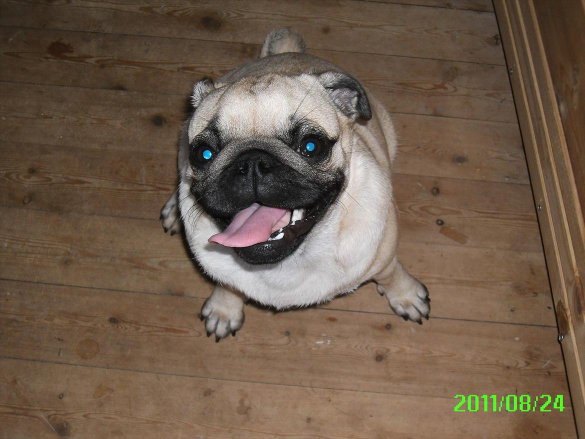 Mops Muffin - Puh der er varmt idag!  billede 2