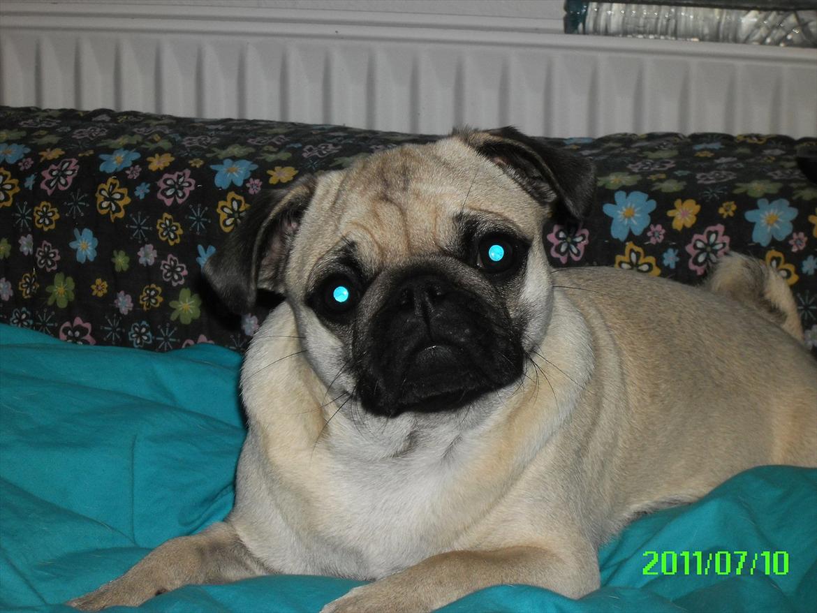 Mops Muffin - Muffin hygger i sofaen  billede 3