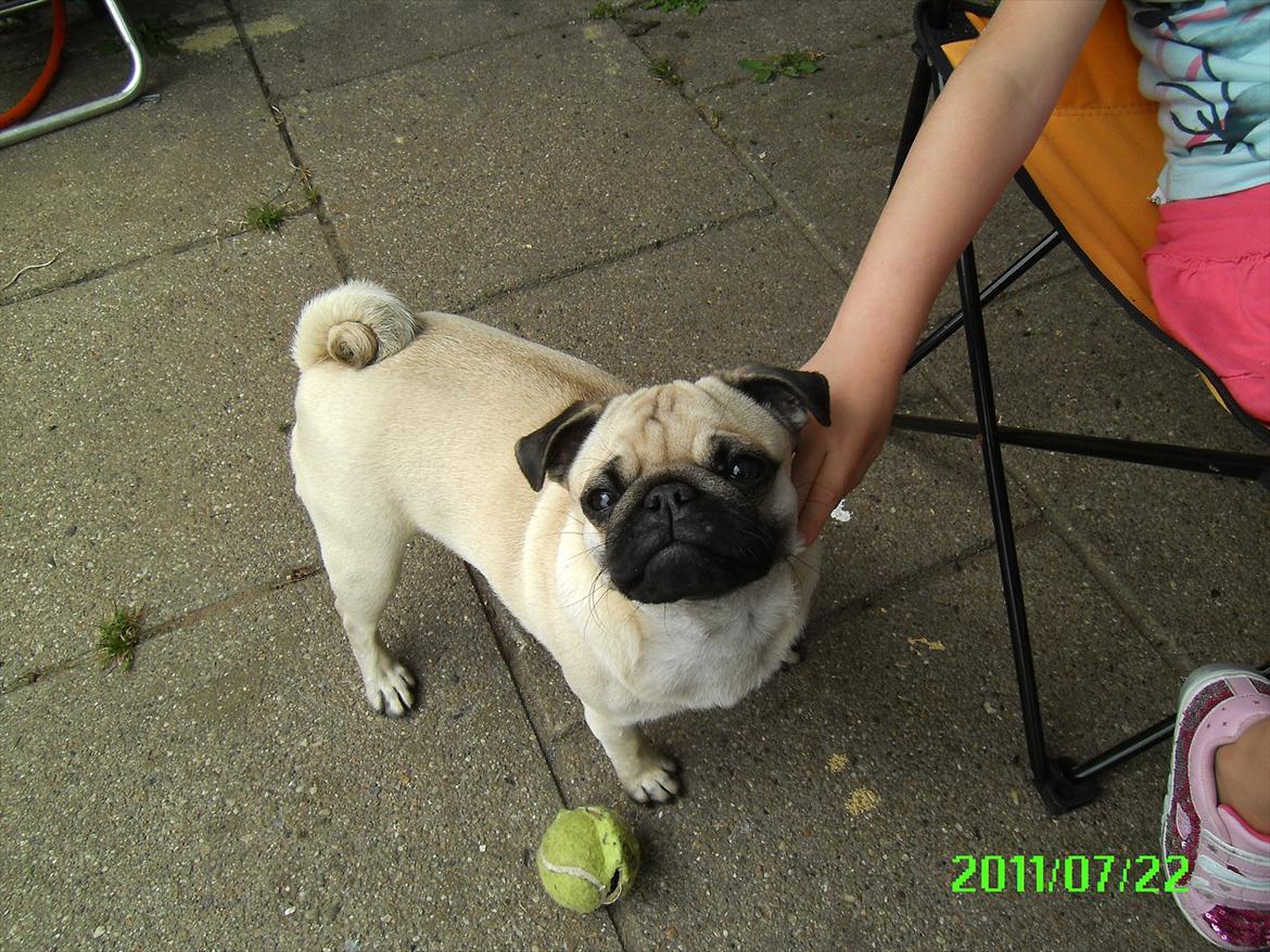 Mops Muffin billede 4