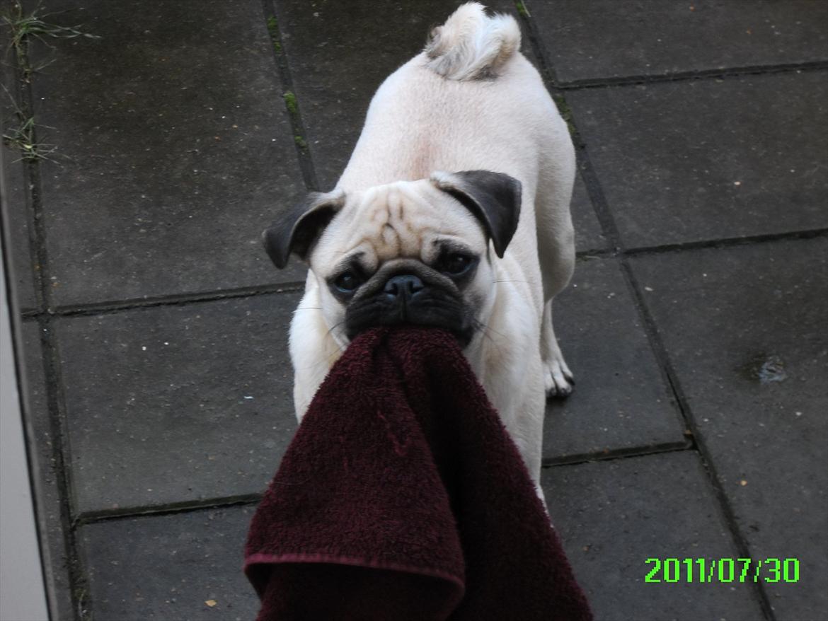 Mops Muffin billede 5