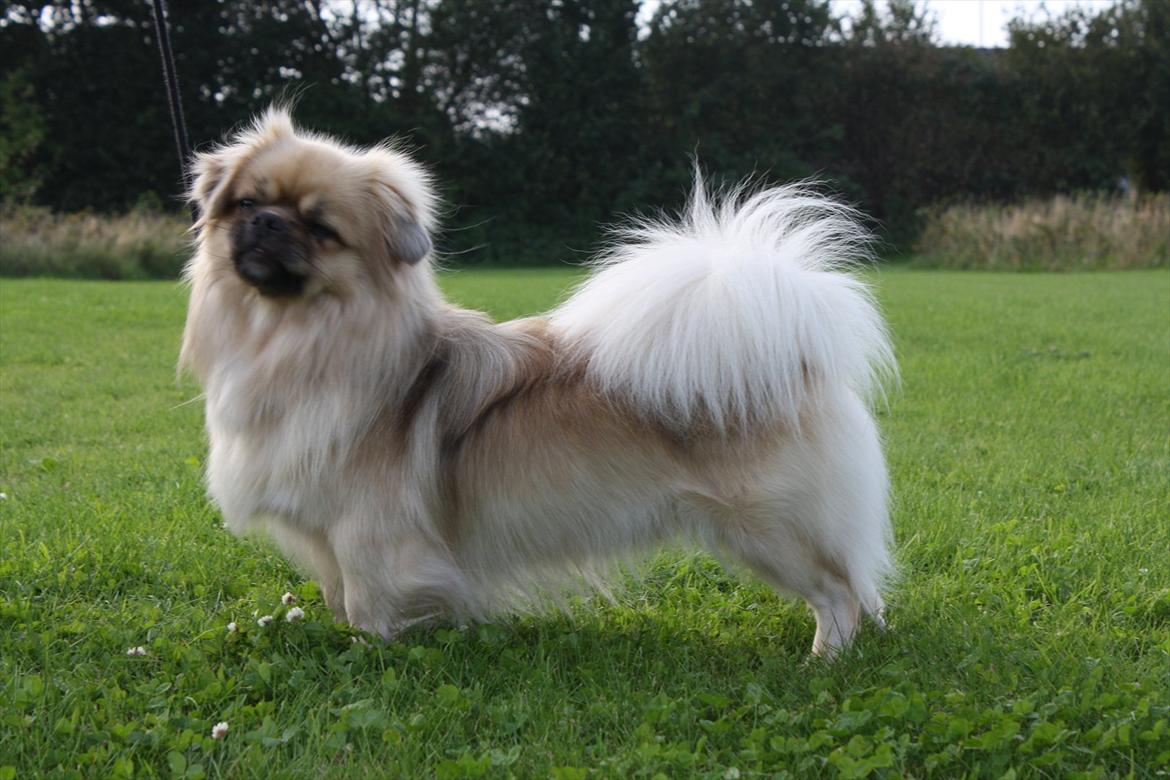 Tibetansk spaniel Nyima's Blue Impromtu - Nyima's Blue Impromtu aka Jussi billede 1