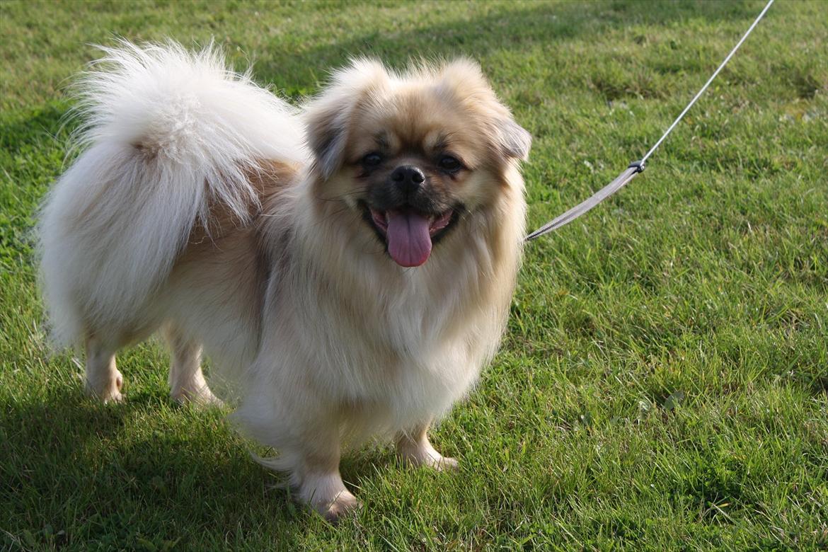 Tibetansk spaniel Nyima's Blue Impromtu - :) billede 2