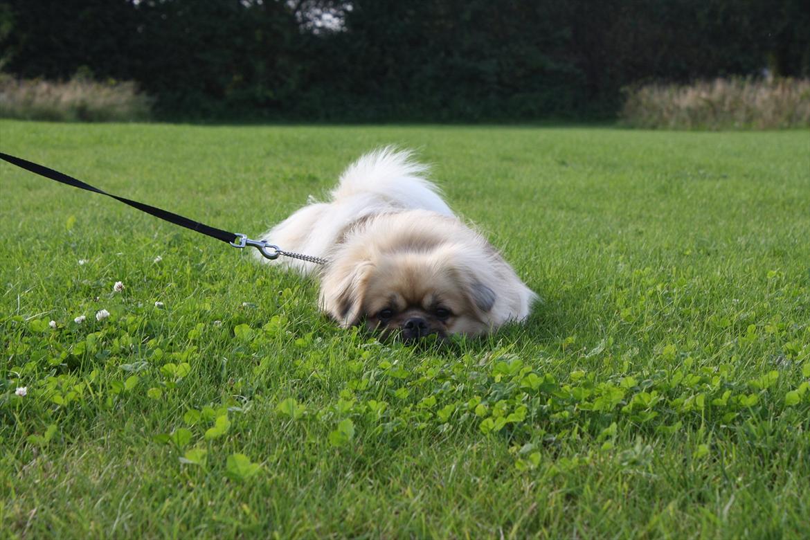 Tibetansk spaniel Nyima's Blue Impromtu - Mig... jeg er her ikke... :/ billede 3