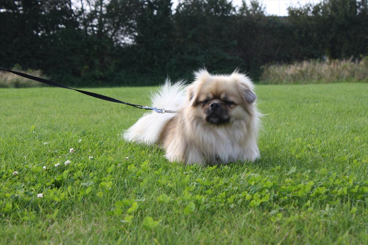 Tibetansk spaniel Nyima's Blue Impromtu billede 4