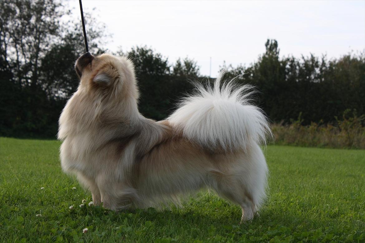 Tibetansk spaniel Nyima's Blue Impromtu - Så dygtig.... Stå !!  billede 5