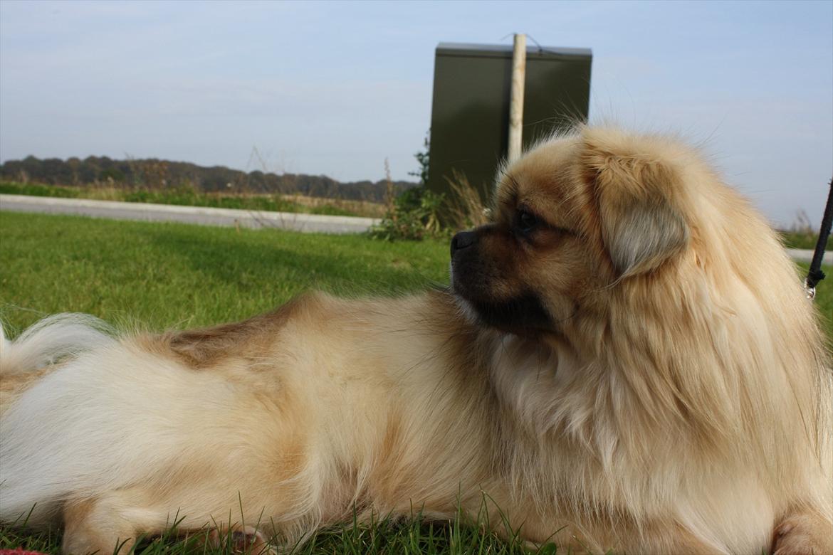 Tibetansk spaniel Nyima's Blue Impromtu billede 6