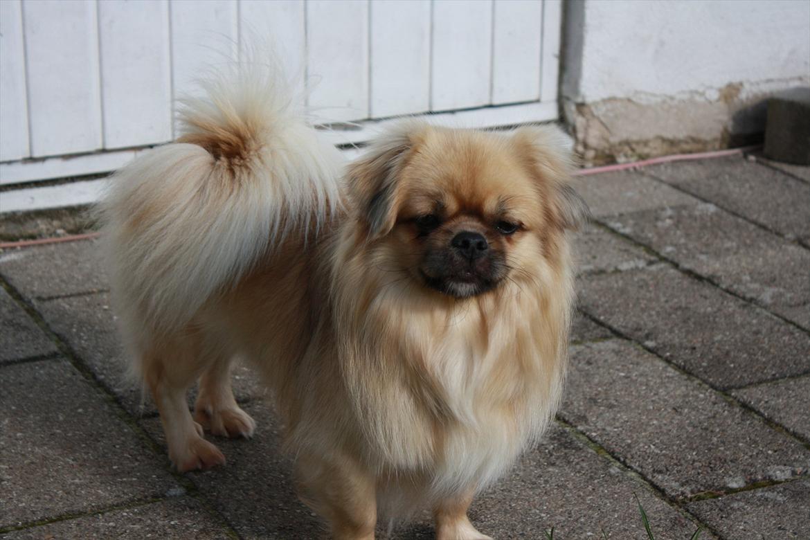 Tibetansk spaniel Nyima's Blue Impromtu billede 7