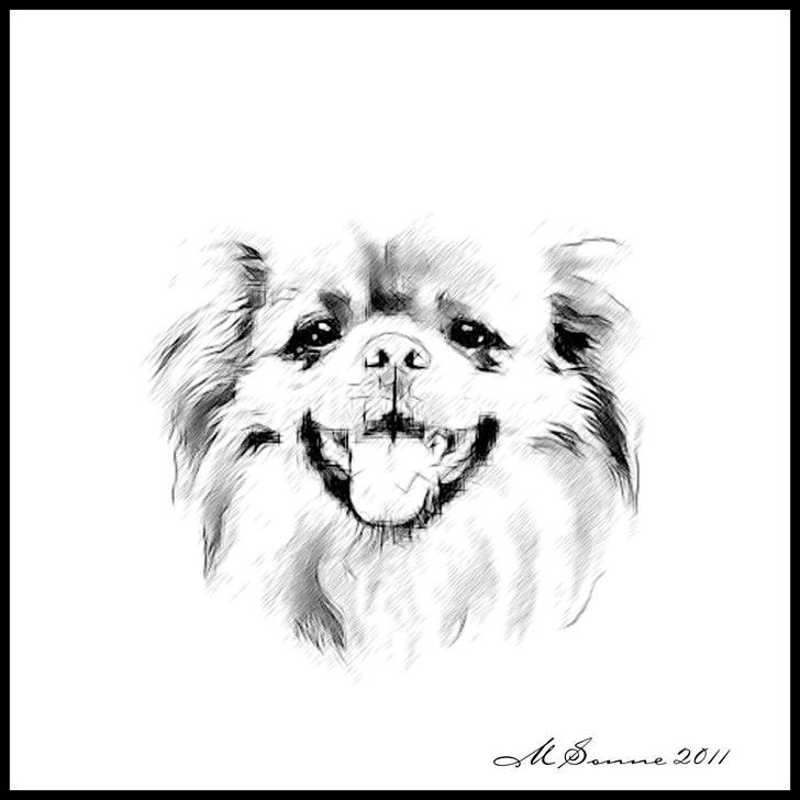 Tibetansk spaniel Nyima's Blue Impromtu - Ja, jeg er også blevet tegnet af M. Sonne . Tak for billedet :) billede 8